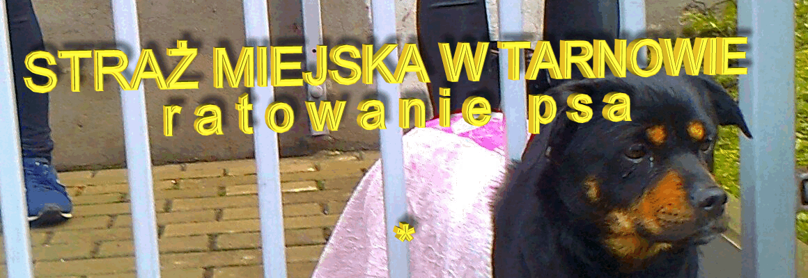 Uwięziony piesek