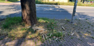 Uschnięty konar nad chodnikiem