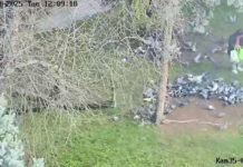 Skwer księdza Jerzego Popiełuszki nie dokarmiajmy, nie zabijajmy gołębi…