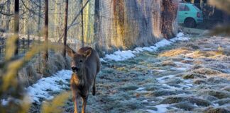 Babiego lata biega „sarna”