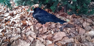 Skwer Alicji i Jana Preiss „Kruk i…”