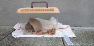 Bitwy pod Studziankami jest tam „szczur” ?