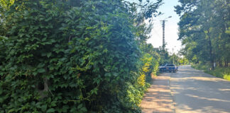 Klikowska „róża i bez” ma kolce i kole a koląc zadaje rany…i pieszy podrapany